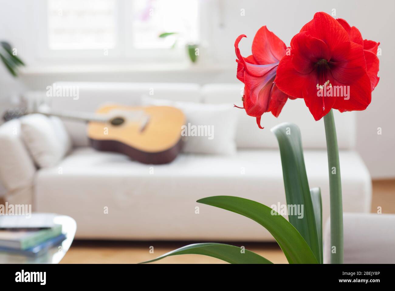 amaryllis in fiore rosso in un luminoso soggiorno con una chitarra che si posa su un divano - fuoco sul fiore Foto Stock