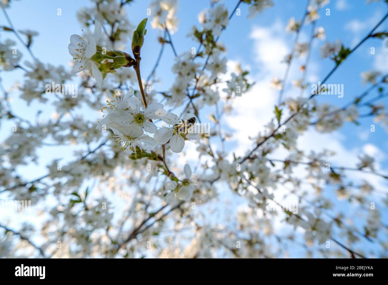 un'ape di miele seduta su un bel fiore bianco ciliegia contro un cielo blu con colori radianti e una breve profondità di campo Foto Stock