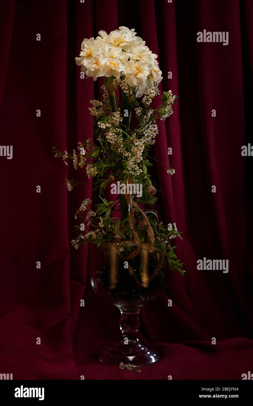 Narcisi e spirea velo nuziale / cespuglio in vaso con sfondo scuro, bordeaux / vino colorato. Installazione e illuminazione di Studio Foto Stock