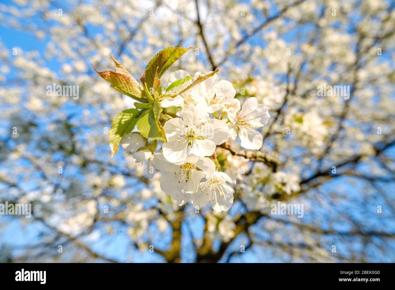 bella ciliegia bianca fiorisce contro un cielo blu con colori radiosi e una breve profondità di campo Foto Stock