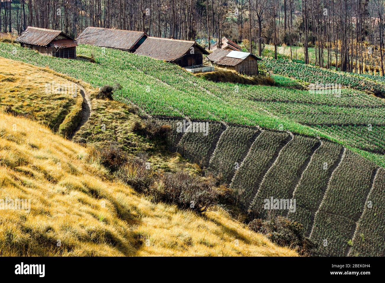 Tradizionale villaggio di Cemoro Lawang circondato da campi. Giava orientale, Indonesia. Il villaggio di Cemoro Lawang si trova vicino al vulcano bromo. Foto Stock