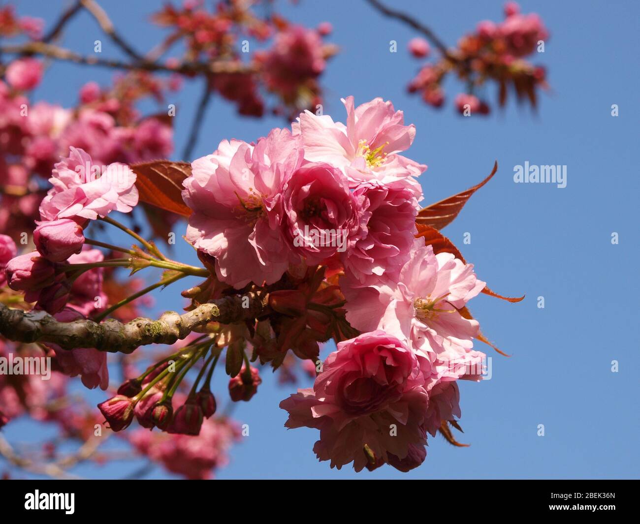 Rosa Fiori di Ciliegio Foto Stock