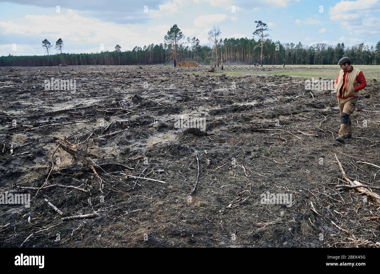 04 aprile 2020, Brandenburg, Märtensmühle: Marc Paulsen, amministratore delegato di Lebens-Räume cammina su un terreno forestale a Nuthe-Nieplitz e ricorda i pesanti incendi boschivi dello scorso anno. Tra Märtensmühle e Hennickendorf nel 2019 sono bruciate grandi aree. Paulsen sta anche contribuendo a risboscare l'enorme area. Foto: Annette Riedl/dpa-Zentralbild/ZB Foto Stock