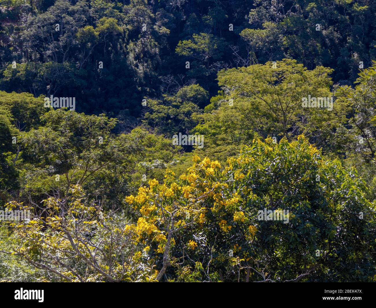 Vista generale della collina coperta dalla vegetazione della foresta atlantica, Areal, Rio de Janeiro, Brasile Foto Stock