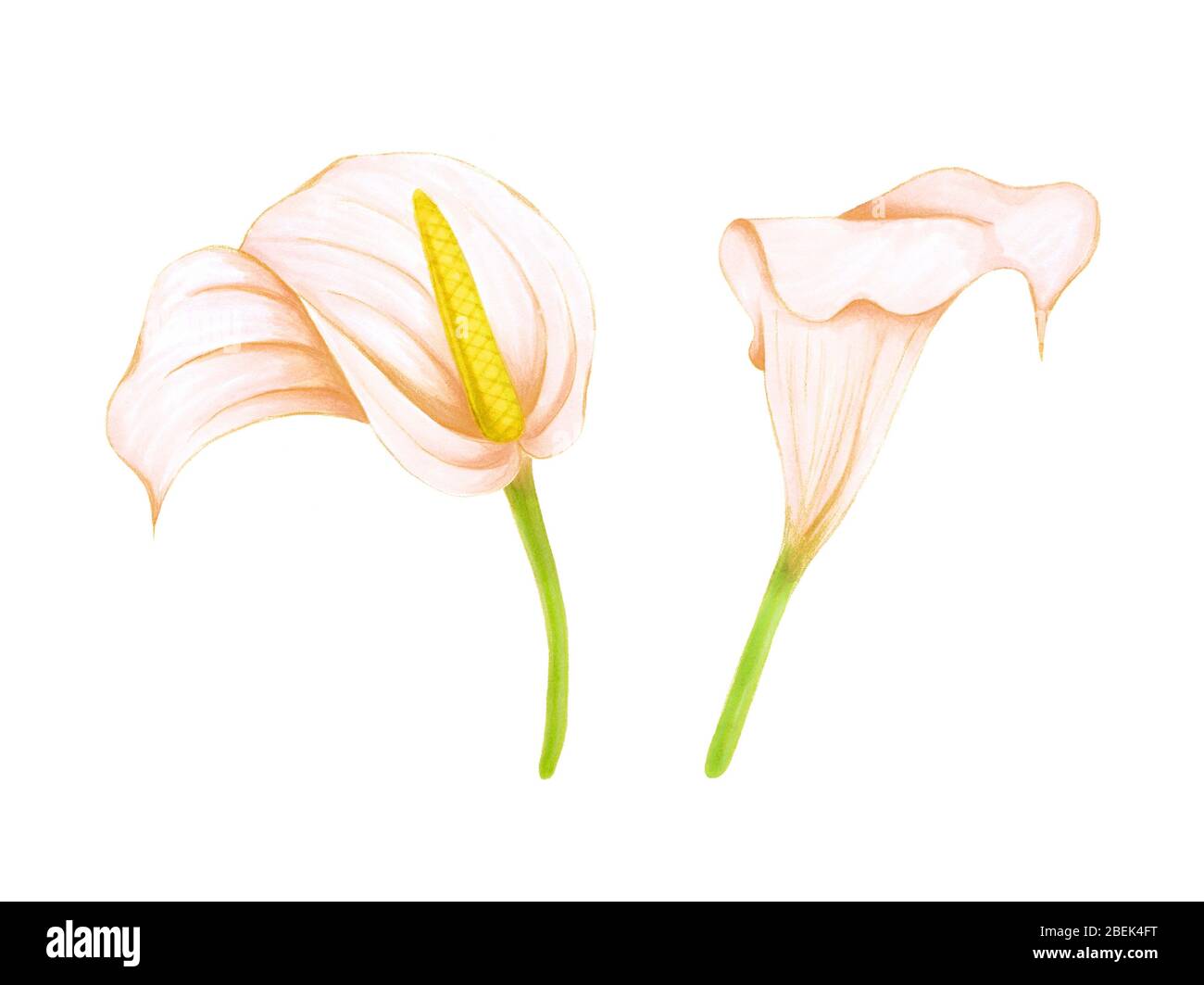 Set di disegno a mano morbido rosa-beige fiori anthurium e zantedeschia su sfondo bianco. Elemento decorativo esotico per carte d'invito, tessile Foto Stock