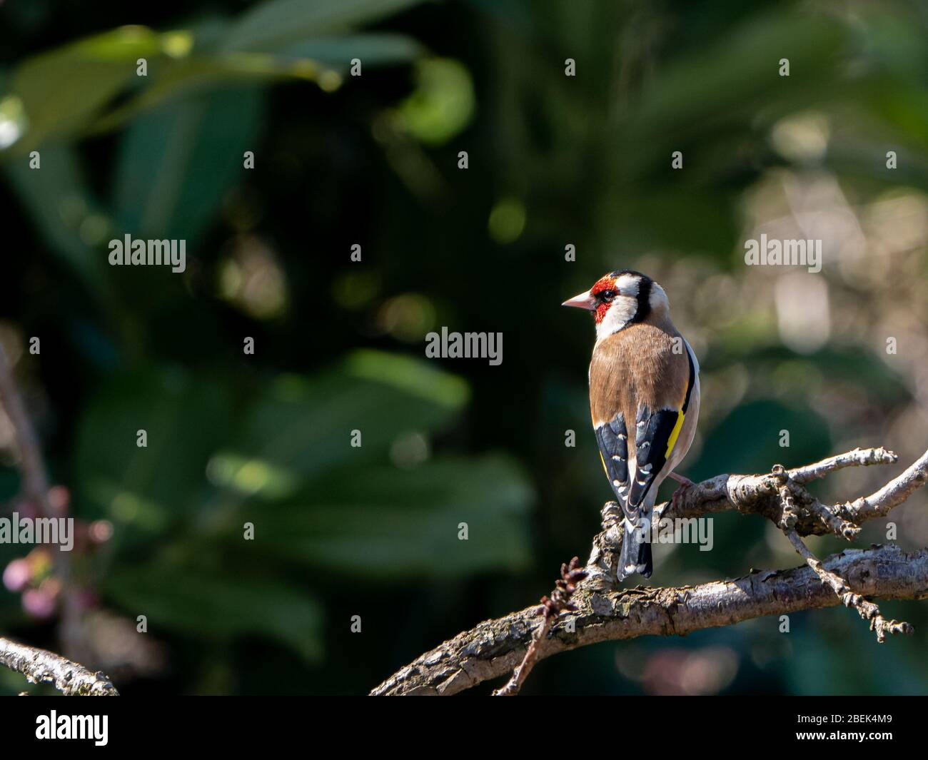 Goldfinch (carduelis carduelis) arroccato sul ramo di ciliegio nella primavera del 2020. Foto Stock