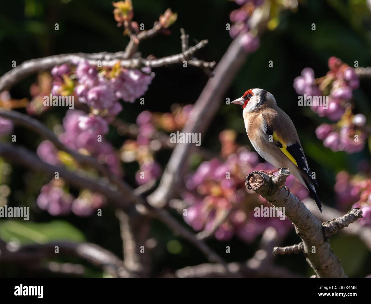 Goldfinch (carduelis carduelis) arroccato sul ramo di ciliegio nella primavera del 2020. Foto Stock