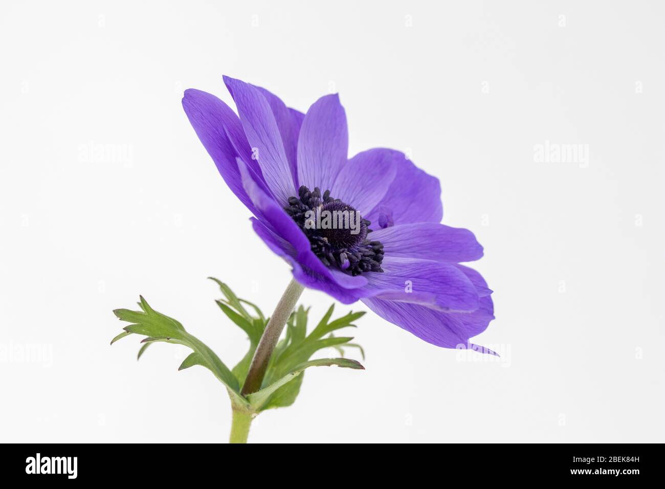 Immagine di primo piano di un fiore blu Anemone coronaria De Caen 'MR Fokker' su sfondo bianco Foto Stock