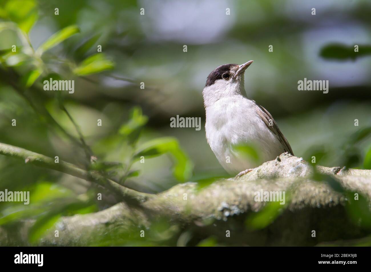 Un cappello nero, Sylvia atricapilla, appollaiato su un ramo di un albero che guarda lateralmente sulla spalla. Presa a Stanpit Marsh UK Foto Stock