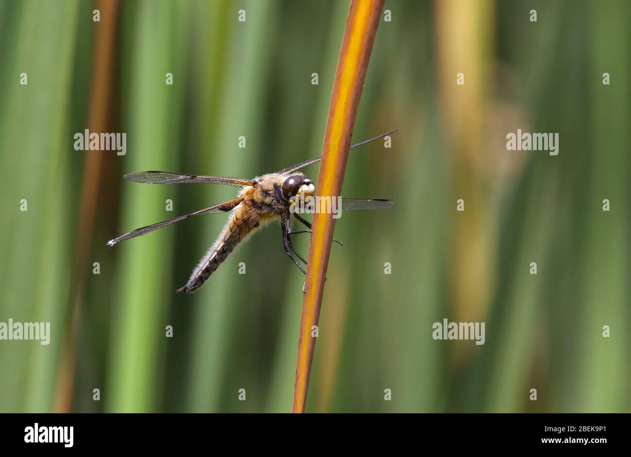 Femmina di corpo largo Dragonfly Chaser, Libellula depria, poggiante su UN Reed contro UNO sfondo verde diffuso di UN letto Reed. Preso Moors Valley UK Foto Stock