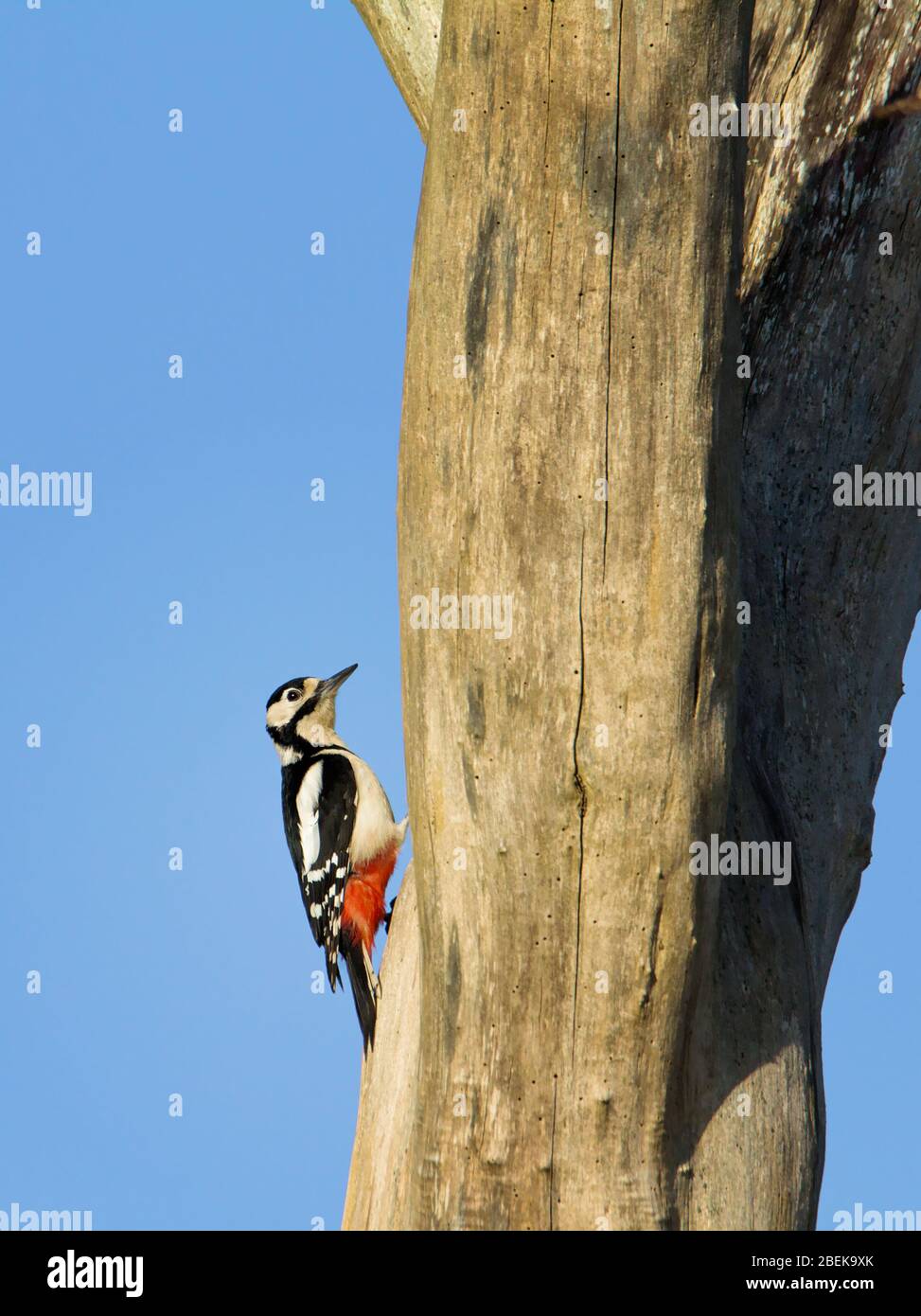 Un grande Picchio punteggiato, Dendrocopos Major, arrampicarsi SU un albero morto alla ricerca di insetti, cibo, grubs. Presa a Stanpit Marsh UK Foto Stock