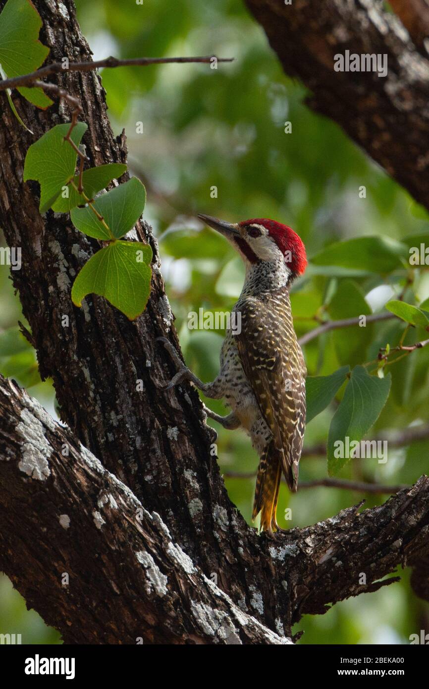 Picchio africano su un albero che cerca di fare un buco. Foto Stock
