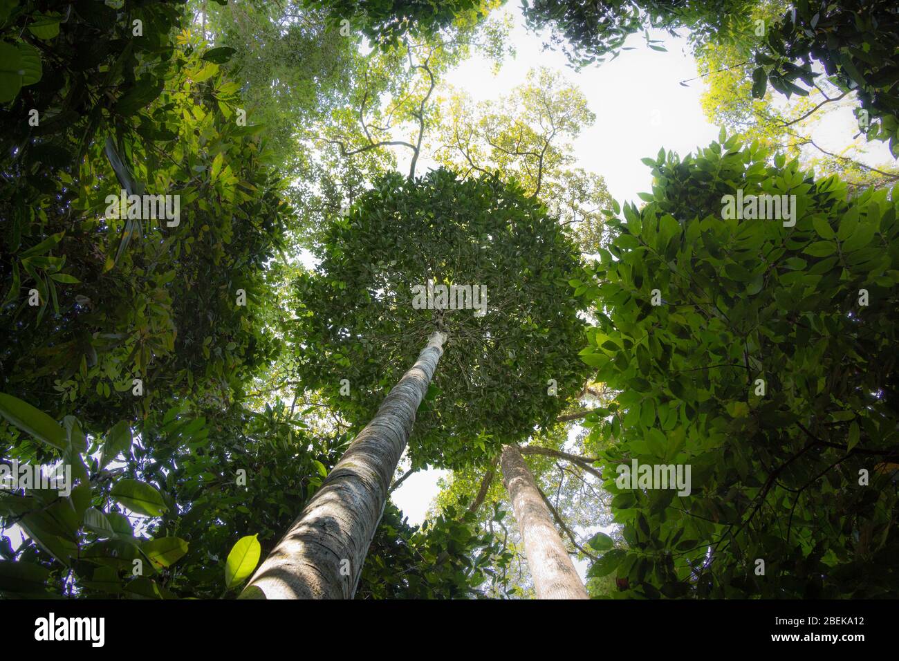 Guardando gli alberi del Rainforest Discovery Centre a Borneo Foto Stock