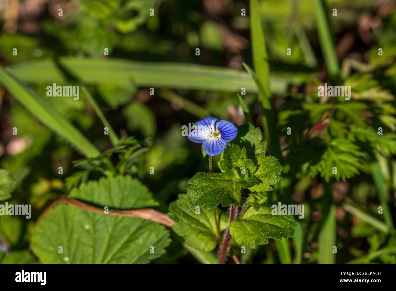 Veronica persica, Uccelli occhio Speedwell Flower Foto Stock