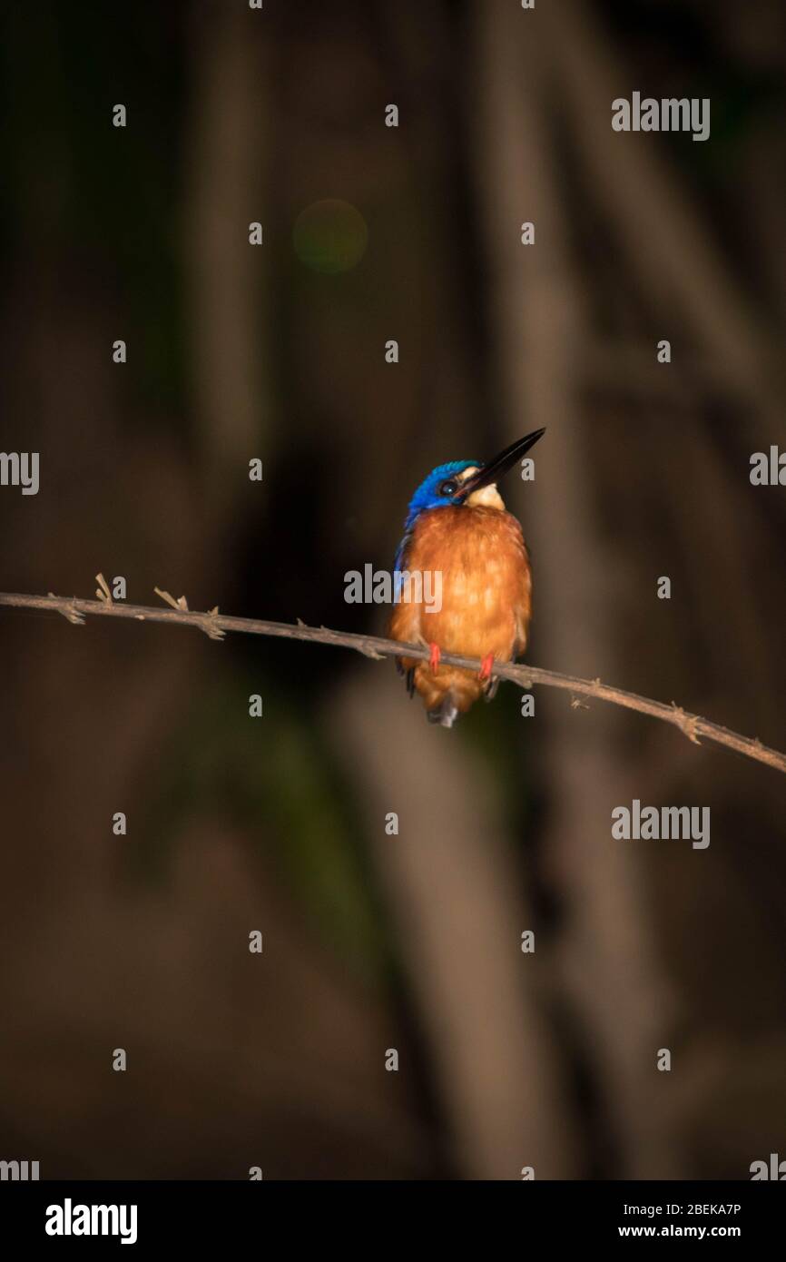Un Kingfisher comune addormentato macchiato durante un safari sul fiume nel Borneo malese. Foto Stock