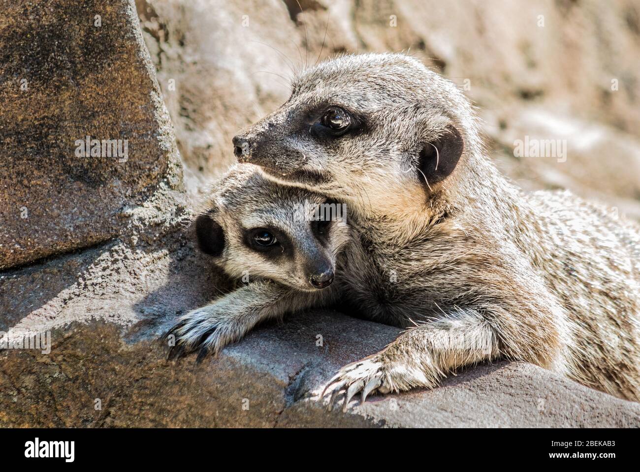 Meerkat sul belvedere Foto Stock