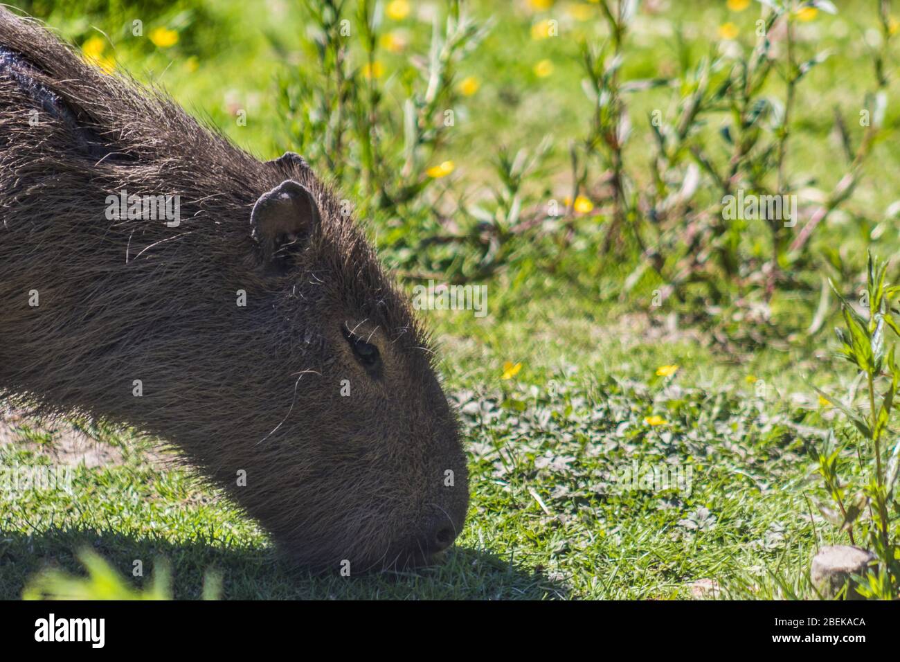 Capybara pascolo in una giornata di sole estate nello zoo di Exmoor. Foto Stock