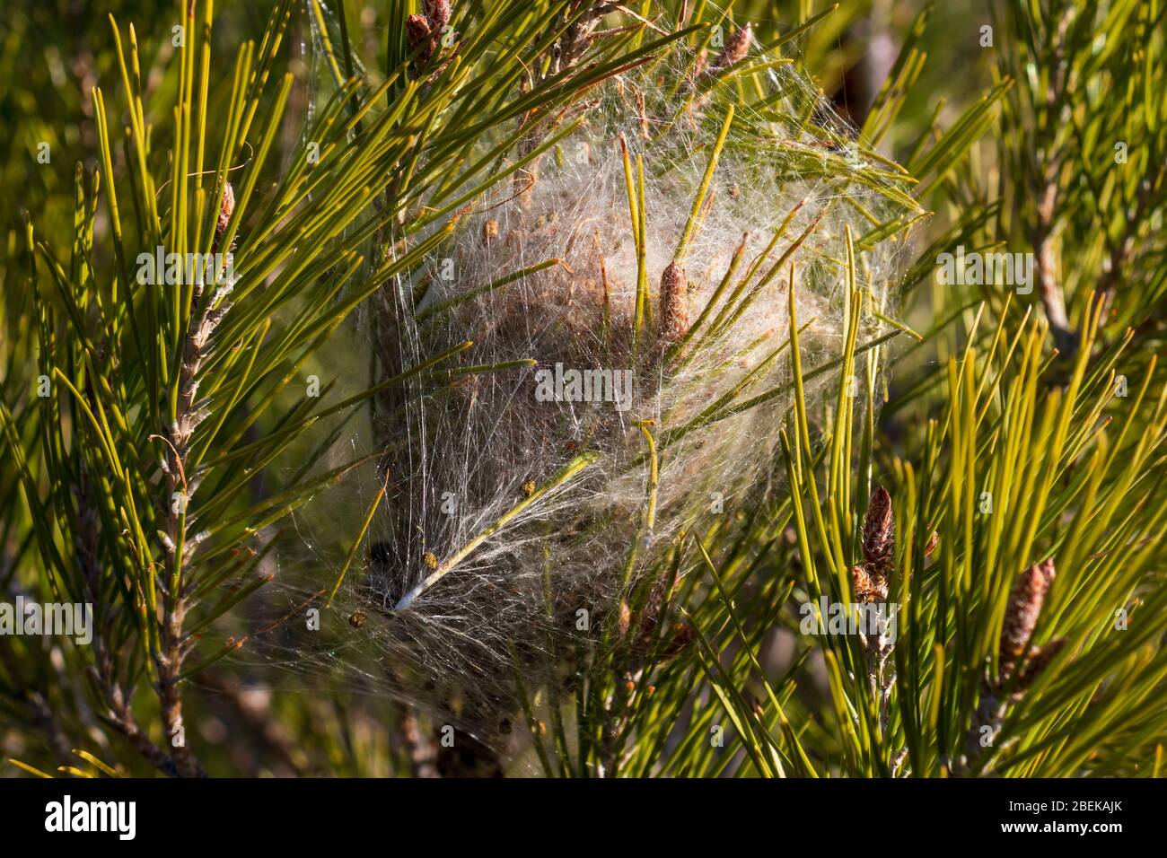 Thaumetopoea pityocampa, Nest del processionario di Pine Moth Caterpillar Foto Stock
