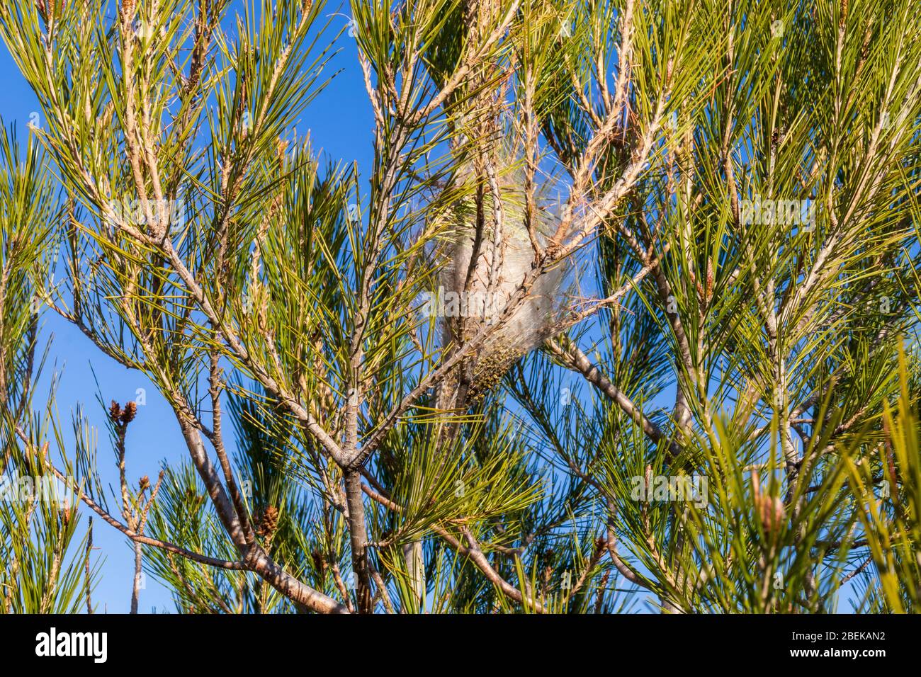 Thaumetopoea pityocampa, Nest del processionario di Pine Moth Caterpillar Foto Stock
