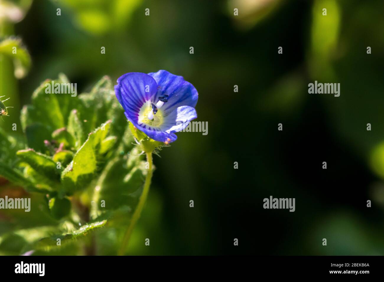 Veronica persica, Uccelli occhio Speedwell Flower Foto Stock