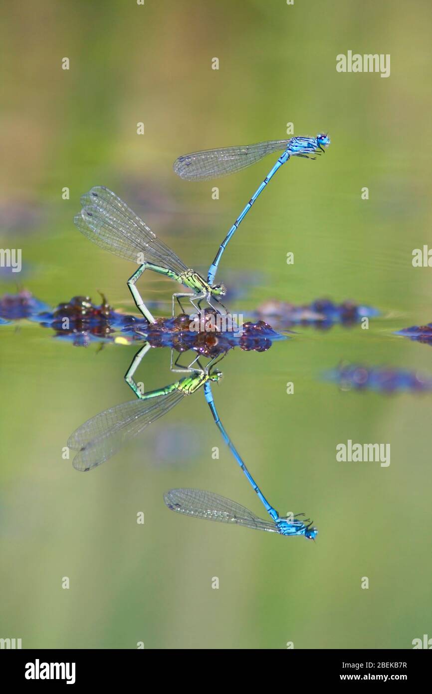AZURE DAMMELFLIES, REGNO UNITO Foto Stock