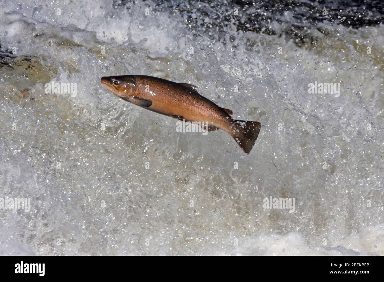 SALMONE ATLANTICO (Salmo salar) che salpella una stramazzo sulla migrazione, Scozia, Regno Unito. Foto Stock