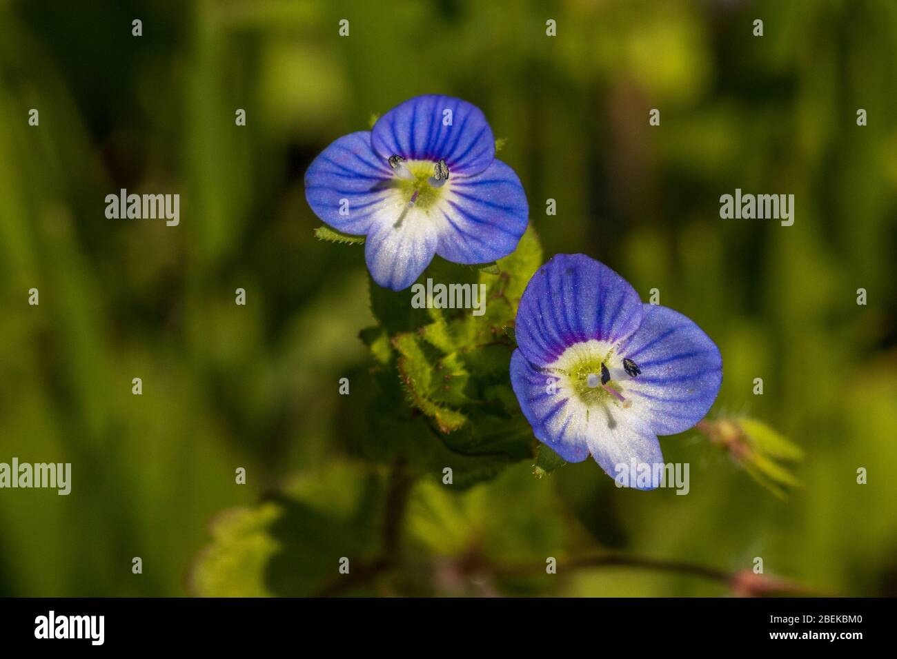 Veronica persica, Uccelli occhio Speedwell Flower Foto Stock