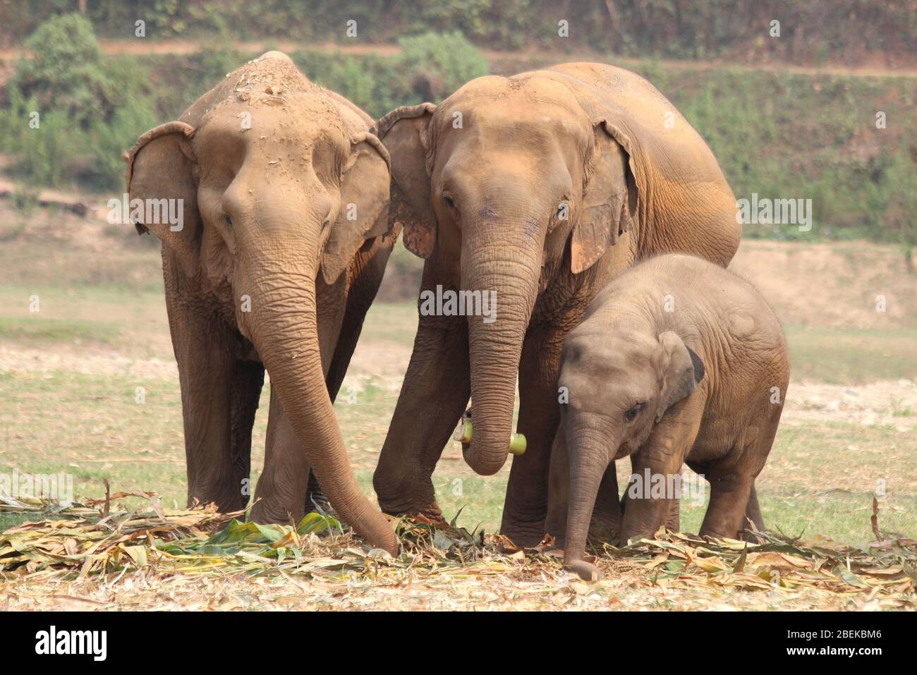 Trio dei giovani Elefanti, Thailandia Foto Stock