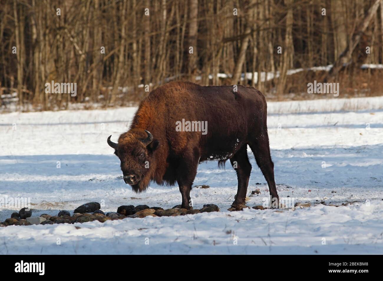 BISONTE EUROPEO (Bison bonasus) toro mangiare mangles in un sito di alimentazione supplementare, Bialowieza Foresta, Polonia. Foto Stock