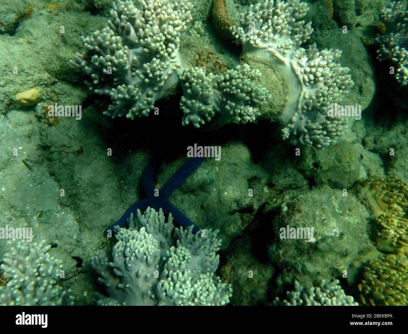 Foto subacquea di barriera corallina luminosa e colorata con pesci che nuotano e stelle marine blu si stabilirono sulle rocce inferiori. Foto Stock