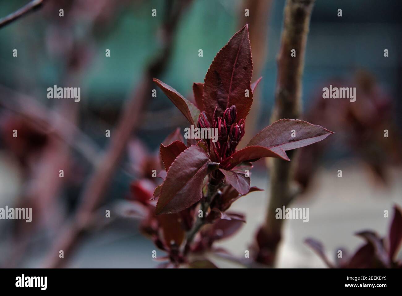 Fioritura di piante tropicali asiatiche, immagine ravvicinata di albero fiorente Foto Stock