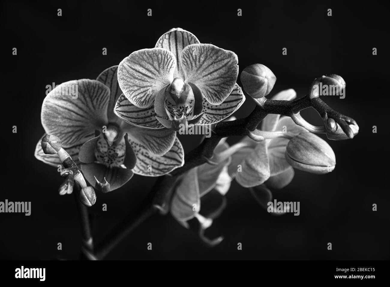 Phaleanopsis bianco e nero su sfondo scuro. Immagine in bianco e nero di fiori di orchidea Foto Stock