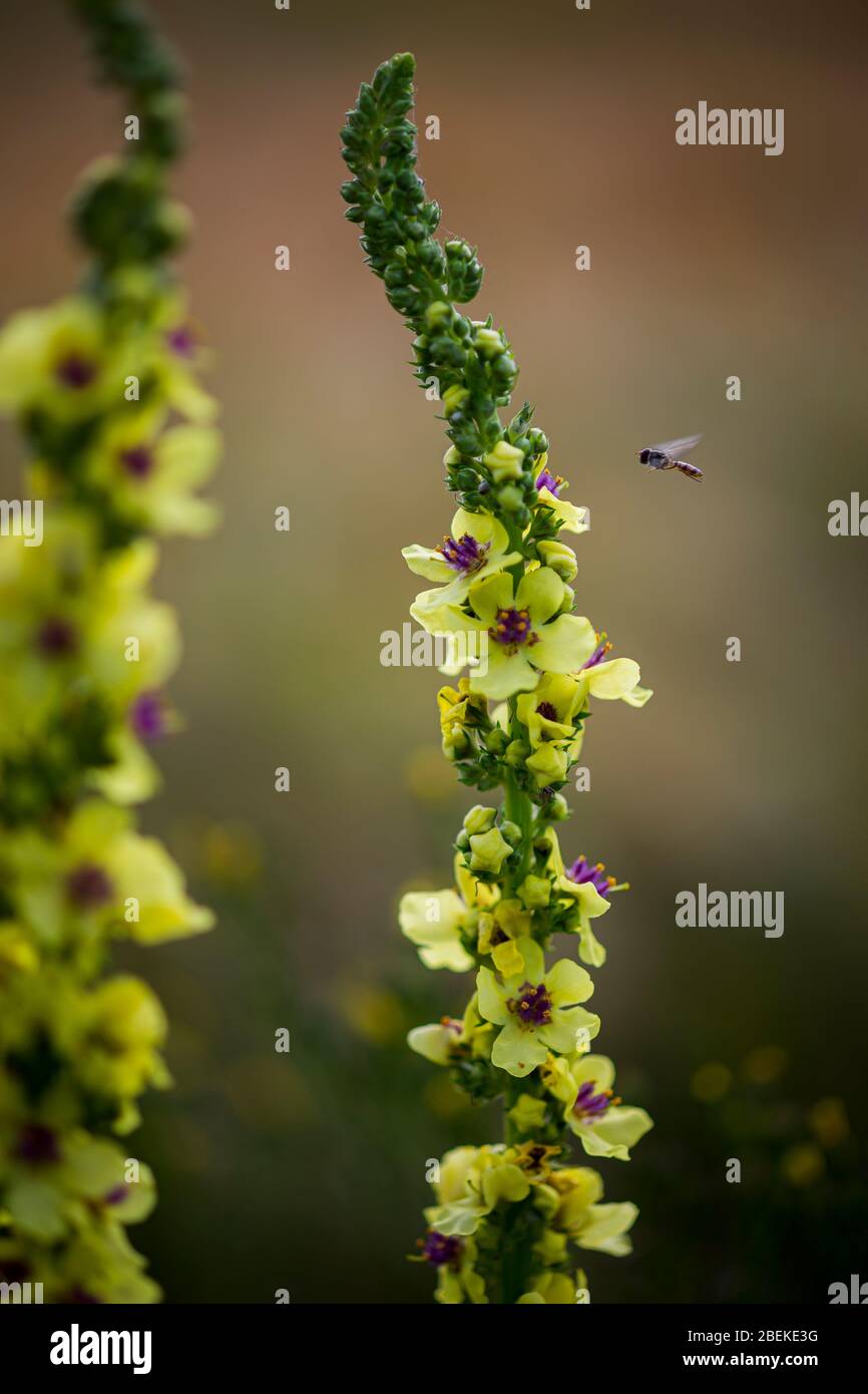 Bella vista, macro foto di mullein nero, con petali gialli volanti wasp, steli verdi, stigma viola Foto Stock