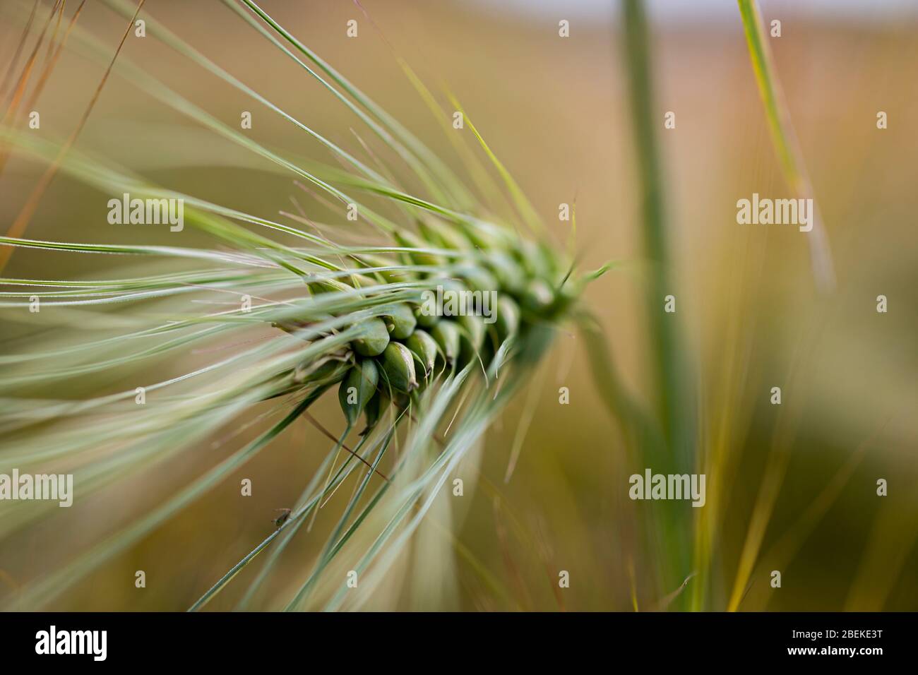 Primo piano, foto macro di punta di orzo nel campo, sfondo sfocato bokeh. Foto Stock