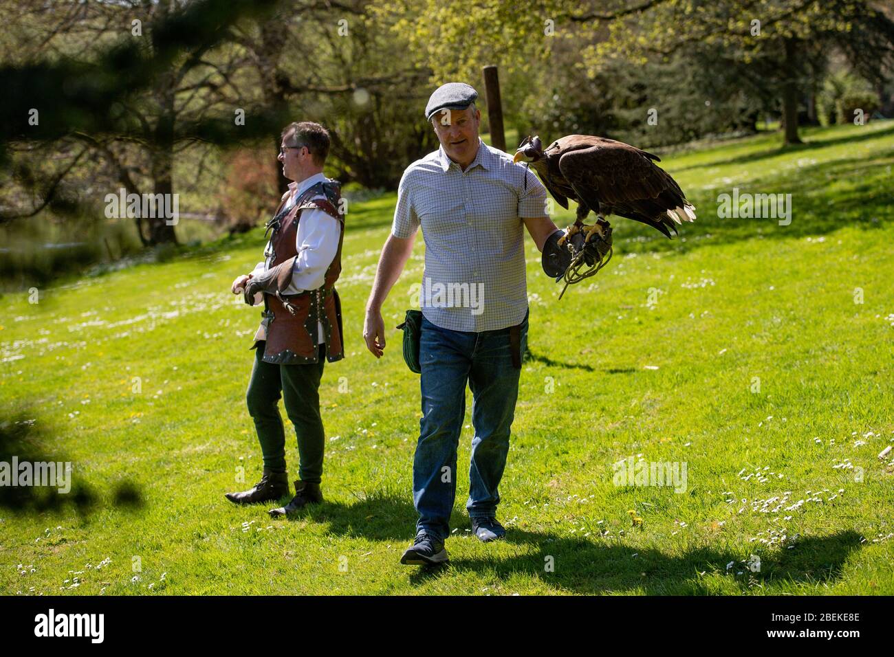 Dirigiti verso il falconer Chris o'Donnell con un'aquila di mare dalla coda bianca al castello di Warwick, Warwick, sede del più grande spettacolo di rapaci del Regno Unito. Gli uccelli del castello non sono in grado di dare loro esposizioni normali come il Regno Unito continua in blocco per impedire la diffusione di coronavirus. Foto Stock