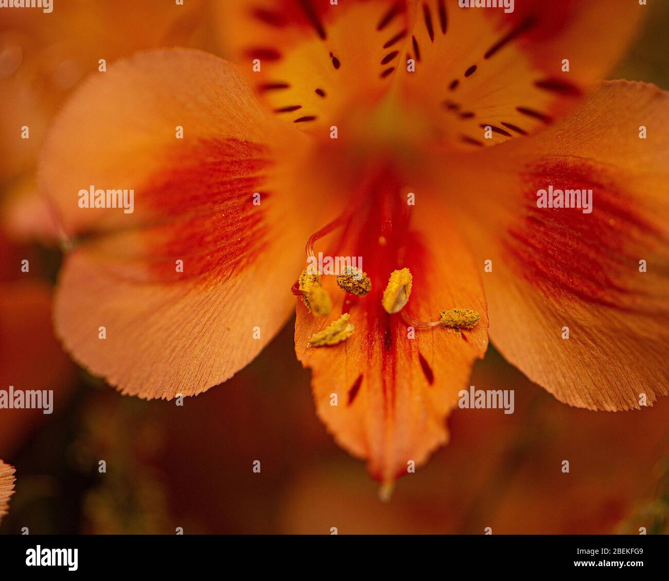 Alstroemeria fiore Foto Stock