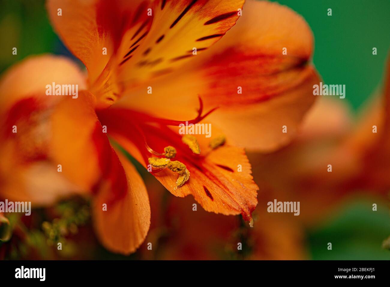 Alstroemeria fiore Foto Stock