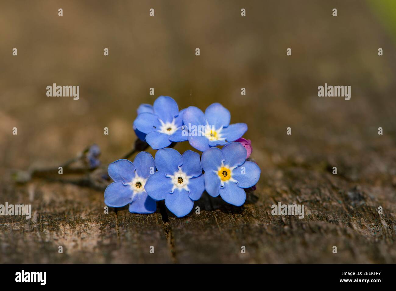 non dimenticarmi fiore , miosotite Foto Stock
