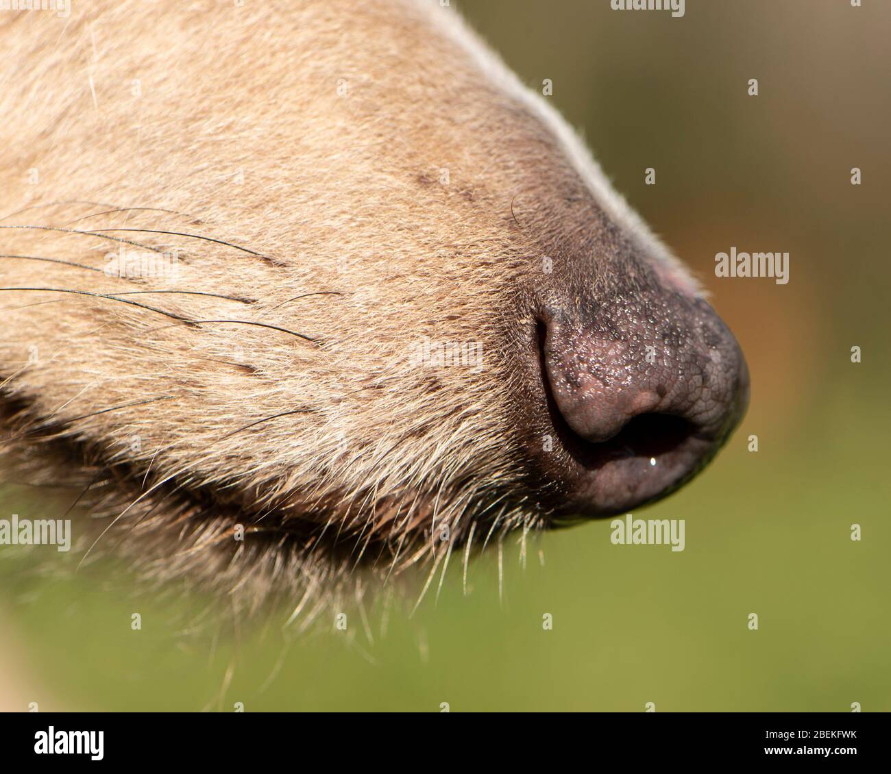 Cani naso Foto Stock