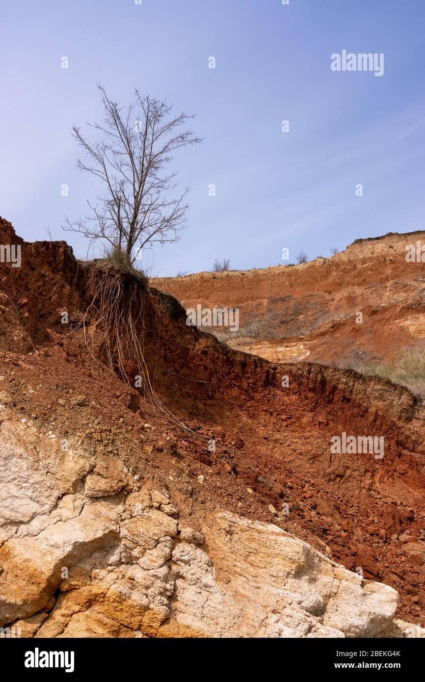 Albero solitario sul bordo di una roccia conchiglia. Costa tipica della parte settentrionale della costa del Mar Nero con processi di frana. Stru geologico Foto Stock