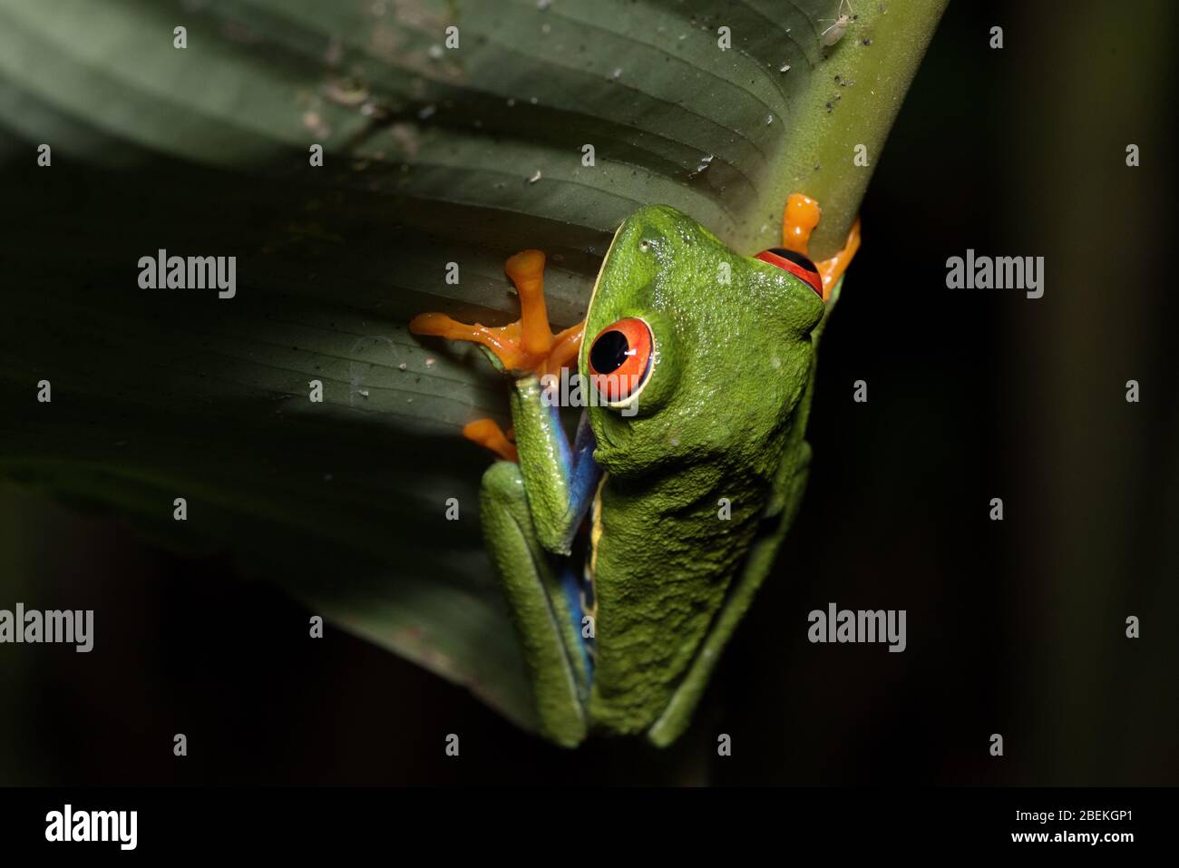 Fotografia notturna di una rana di albero con occhi rossi o di una rana di foglia, o Gaudy Leaf Frog (agalychnis callydryas) in posa su un gambo di una pianta tropicale. Costa Rica. Foto Stock