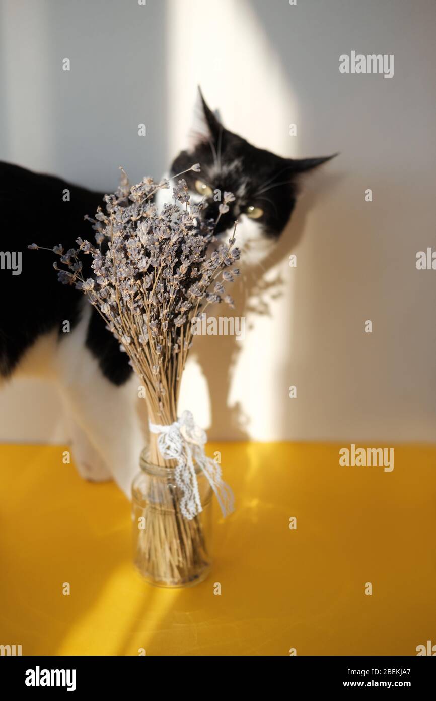 Bouquet di lavanda viola in vaso di vetro su fondo giallo brillante con gatto bianco e nero tuxedo. La luce dura cade sulla vita ferma con i fiori Foto Stock