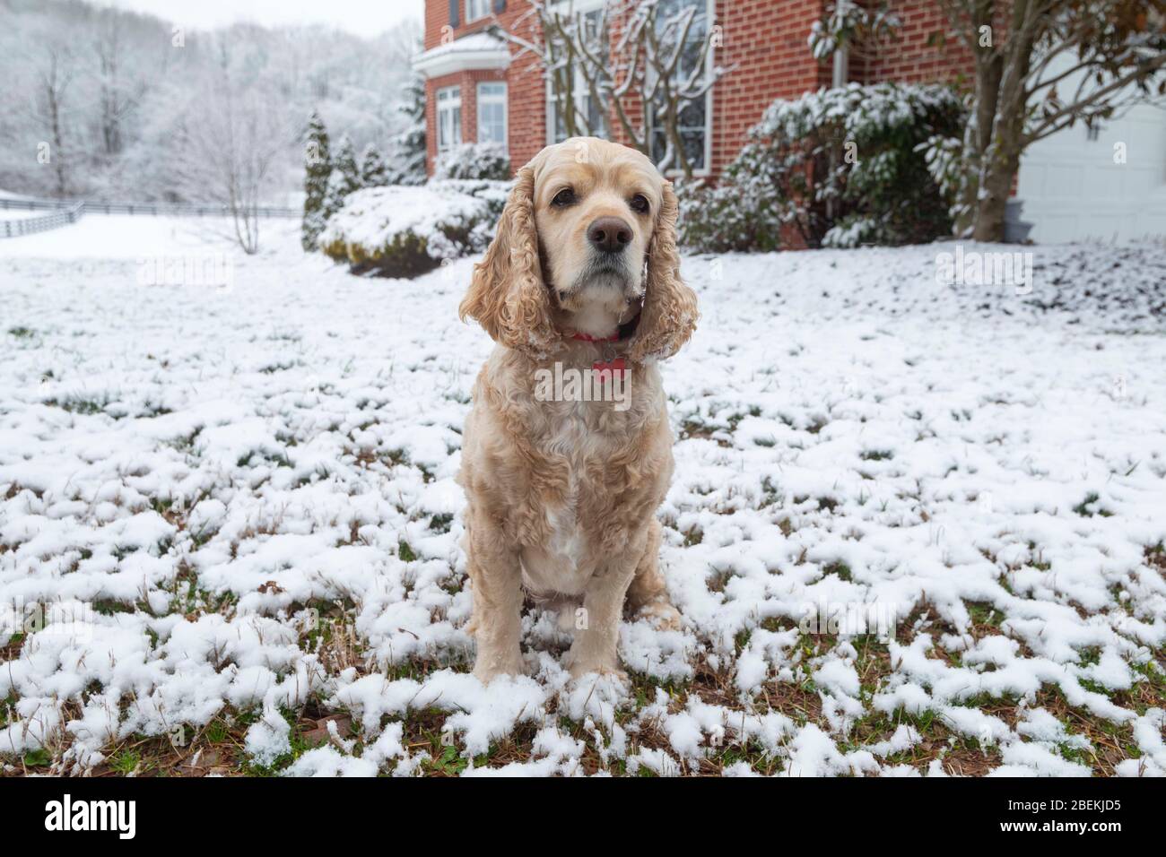 Cane durante la tempesta di neve Foto Stock