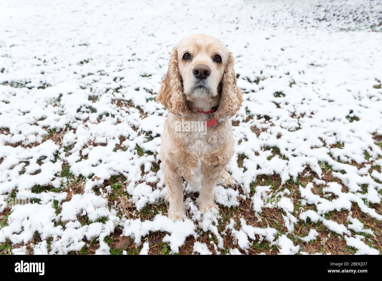 Cane durante la tempesta di neve Foto Stock