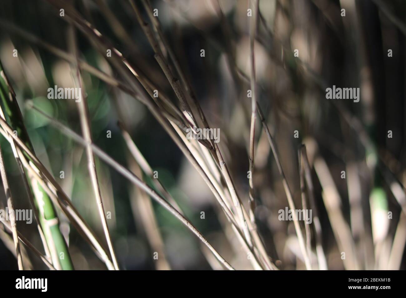 Sfondo sfocato di stocchi di bambù marrone grigio in inverno Foto Stock