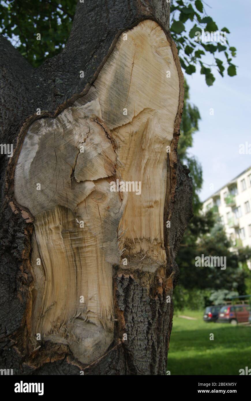 Un arbre en Pologne avec une branche découpée Foto Stock