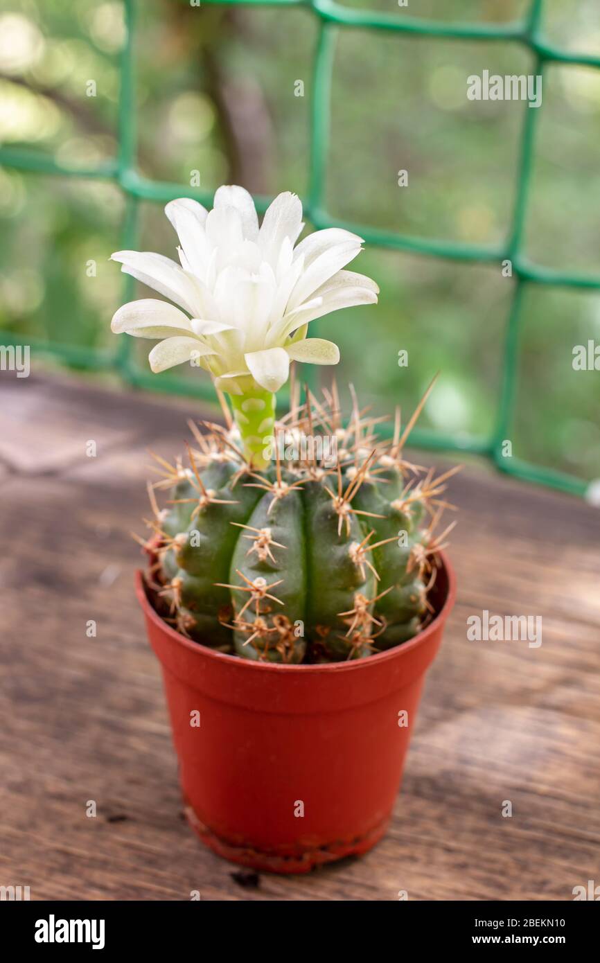 Piccolo cactus fiorito con un bel fiore bianco. Pianta di casa in un POT  Foto stock - Alamy