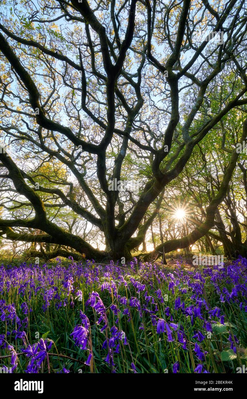 Luce del sole serale che scorre attraverso un bosco di querce Bluebell, Cornovaglia Foto Stock