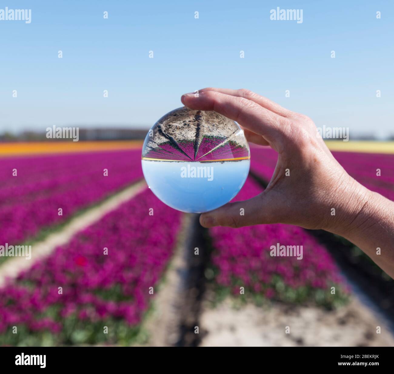 tulipani olandesi campi in viola visto attraverso sfera di vetro palla in mano womans Foto Stock