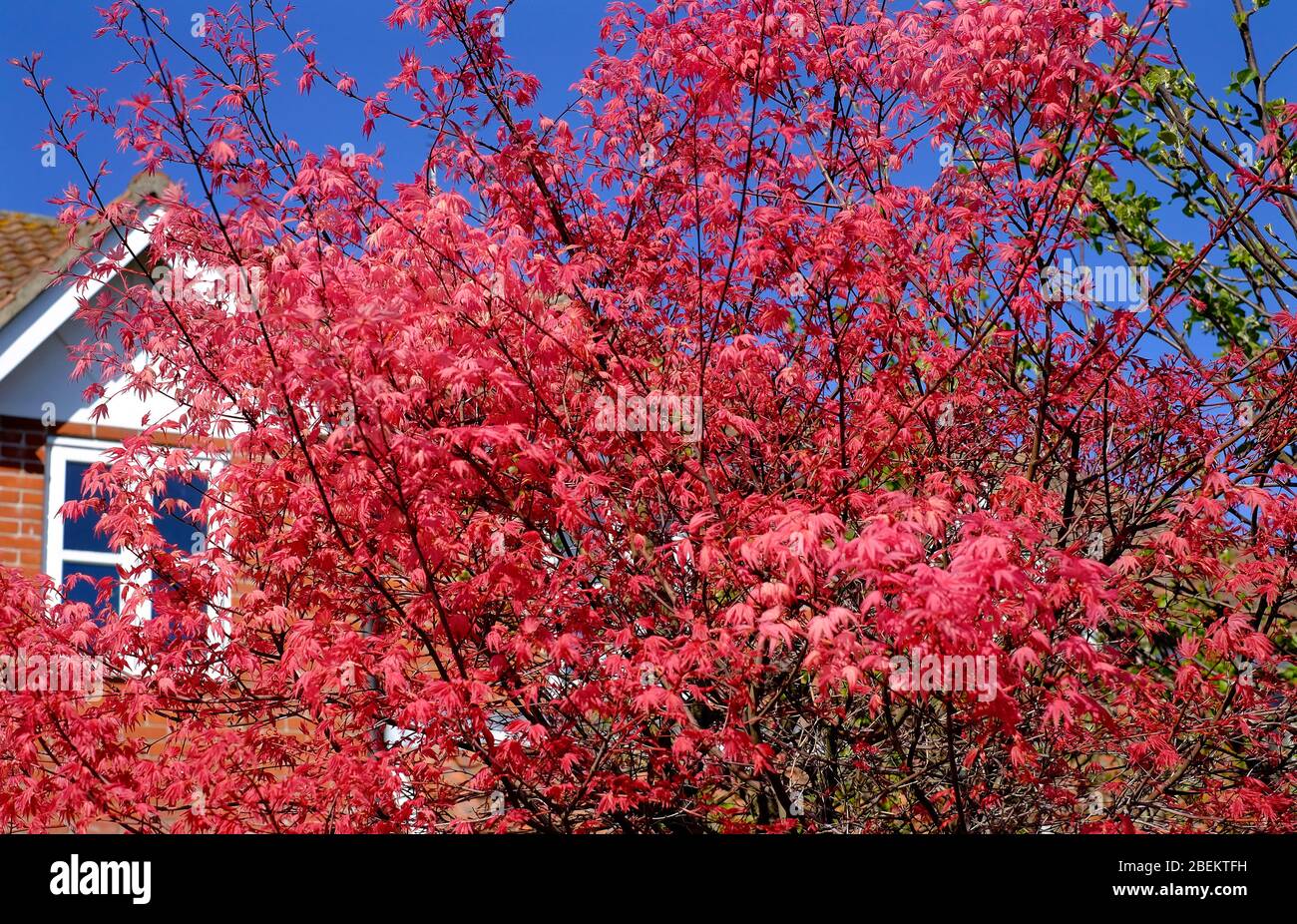 colorato rosso acer albero in casa giardino, norfolk, inghilterra Foto Stock